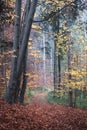 Forest with dense autumn trees