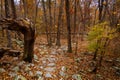 Forest with dense autumn trees