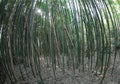 forest of dense very tall bamboo canes Royalty Free Stock Photo