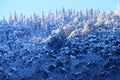 Forest and Deodar Trees on Himalayan Mountains covered by Snow with Sunlight on Top against Blue Sky