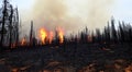 forest destroyed by fire that burned everything