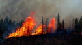 forest destroyed by fire that burned everything in high resolution. concept global warming