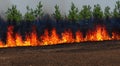 forest destroyed by fire that burned everything in high resolution. concept real global warming