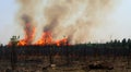 forest destroyed by fire that burned everything in high resolution