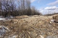Forest is destroyed by the loggers. Empty space without trees with stumps and slivers Royalty Free Stock Photo