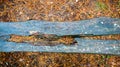 Forest detail background closeup old rotten bench Royalty Free Stock Photo