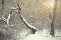 Forest detail in a winter day