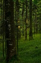 Forest details at Tara mountain and national park