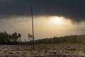 Forest devastated by bark beetle