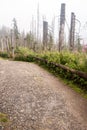 Forest devastated by bark beetle infestation in Sumava mountains Royalty Free Stock Photo