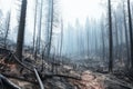 a forest devastated by wildfire