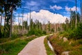 forest dieback