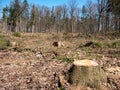 Forest dieback bark beetle Forest damage in Germany