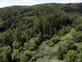 Forest dieback caused by the climate crisis is hitting the forests Royalty Free Stock Photo