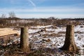 Forest dieback, cleared forest in Germany Royalty Free Stock Photo