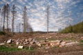 Forest dieback, cleared forest in Germany