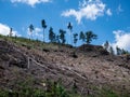 forest dieback in the german forests