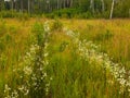 Forest dirt path overgrown with flowers and grass