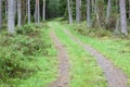Forest dirt road Royalty Free Stock Photo