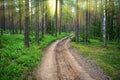 Forest dirt road. Bright sun rays shine through the pines.