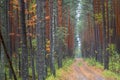 Forest dirt road between the pines. Autumn landscape cloudy rainy day. Beautiful for wallpaper design. Royalty Free Stock Photo