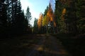 Forest dirt road in shade in autumn season