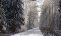 Forest dirt road in snowfall