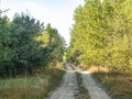 Forest dirt road on a sunny day