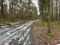 Forest, dirt roads during the spring melting of snow with numerous puddles and ruts