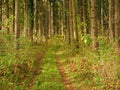 Forest dirtroad Royalty Free Stock Photo