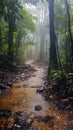 A forest drenched in rain Royalty Free Stock Photo