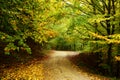 Forest dressesd in autumn colors Royalty Free Stock Photo