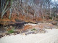 Forest and driftwood white sand on the shore