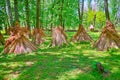 The forest with drying sheaves of straw, Pereiaslav Scansen, Ukraine