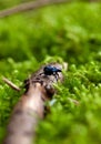 Forest dung beetle (Anoplotrupes stercorosus) - small black beetle in the forest Royalty Free Stock Photo