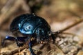 Forest dung beetle Royalty Free Stock Photo