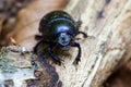 Forest dung beetle - super macro