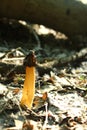 The forest dweller,the mushroom-what`s he look like to you? Royalty Free Stock Photo