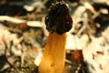 The forest dweller,the mushroom-what`s he look like to you? Royalty Free Stock Photo