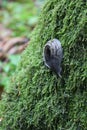 forest dweller slug Royalty Free Stock Photo