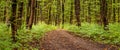 Forest in early autumn. Autumn forest with a dirt road covered with fallen leaves. Panorama Royalty Free Stock Photo