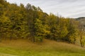 Forest in early fall