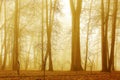 Forest in early morning fog Royalty Free Stock Photo