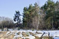 Forest in early spring with melted snow on a bright Sunny day. Landscape, background Royalty Free Stock Photo