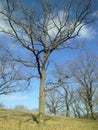 Forest, early spring