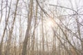 Grey spring wood. Partly blurred background