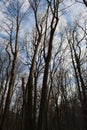Forest in early spring. Trees without leaves Royalty Free Stock Photo