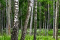 Forest in the early summer Royalty Free Stock Photo