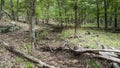 Forest in eastern Oklahoma with downed trees