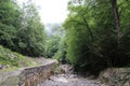 forest - eaux-bonnes - france